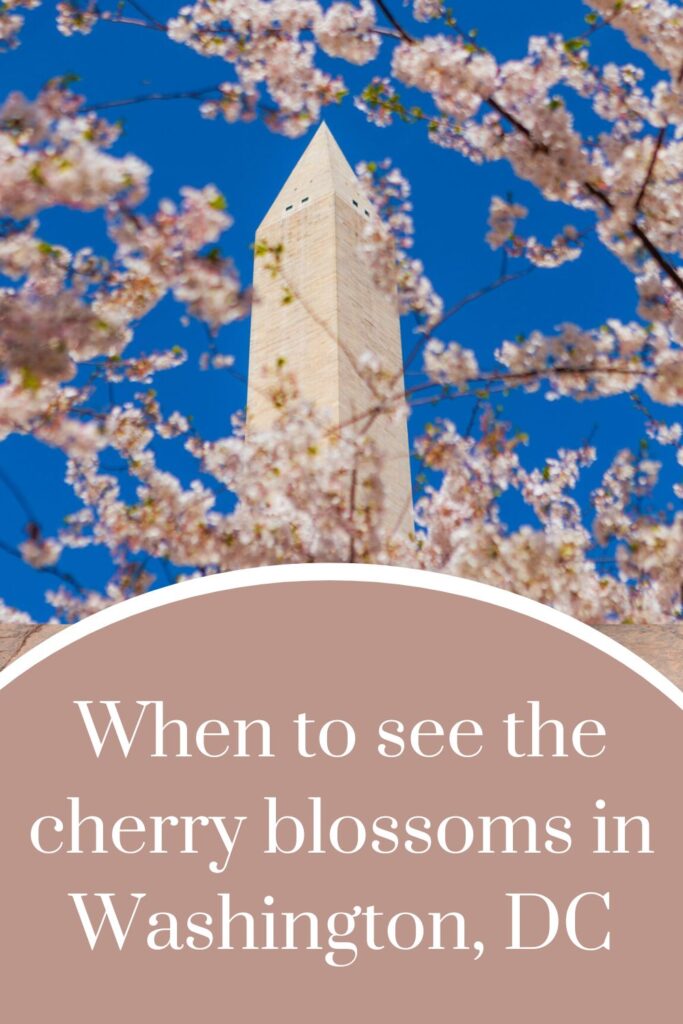 Cherry Blossoms Washington, DC Bloom 2024